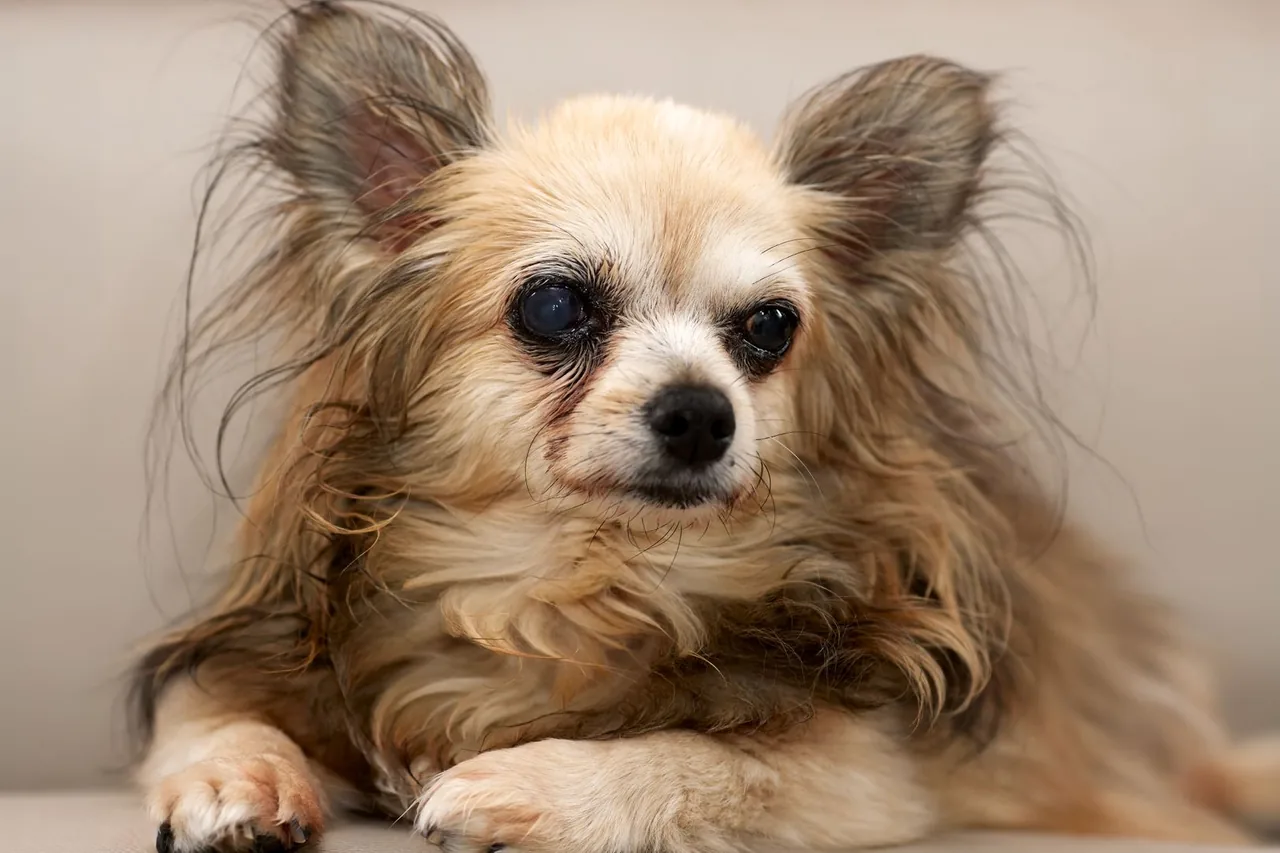 A long-haired senior Chihuahua lying on a sofa cushion.