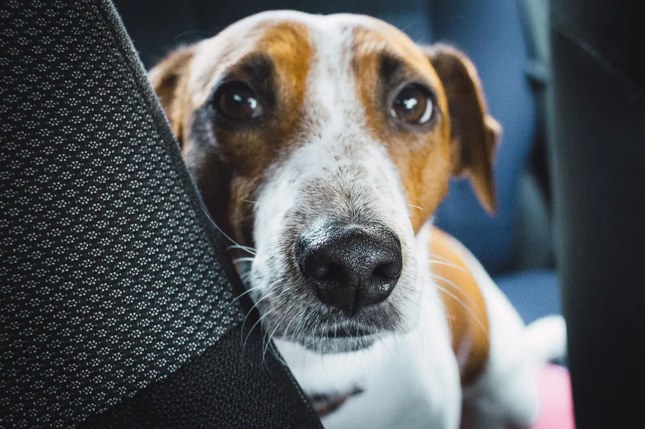 A Jack Russell terrier looking up from the seat of a car.