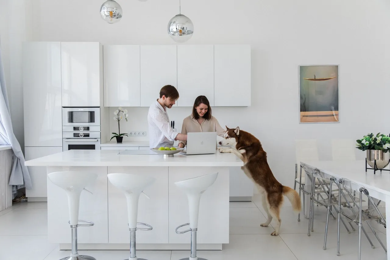 Un husky parado en dos patas junto a una isla de cocina blanca mientras dos personas trabajan ahí.