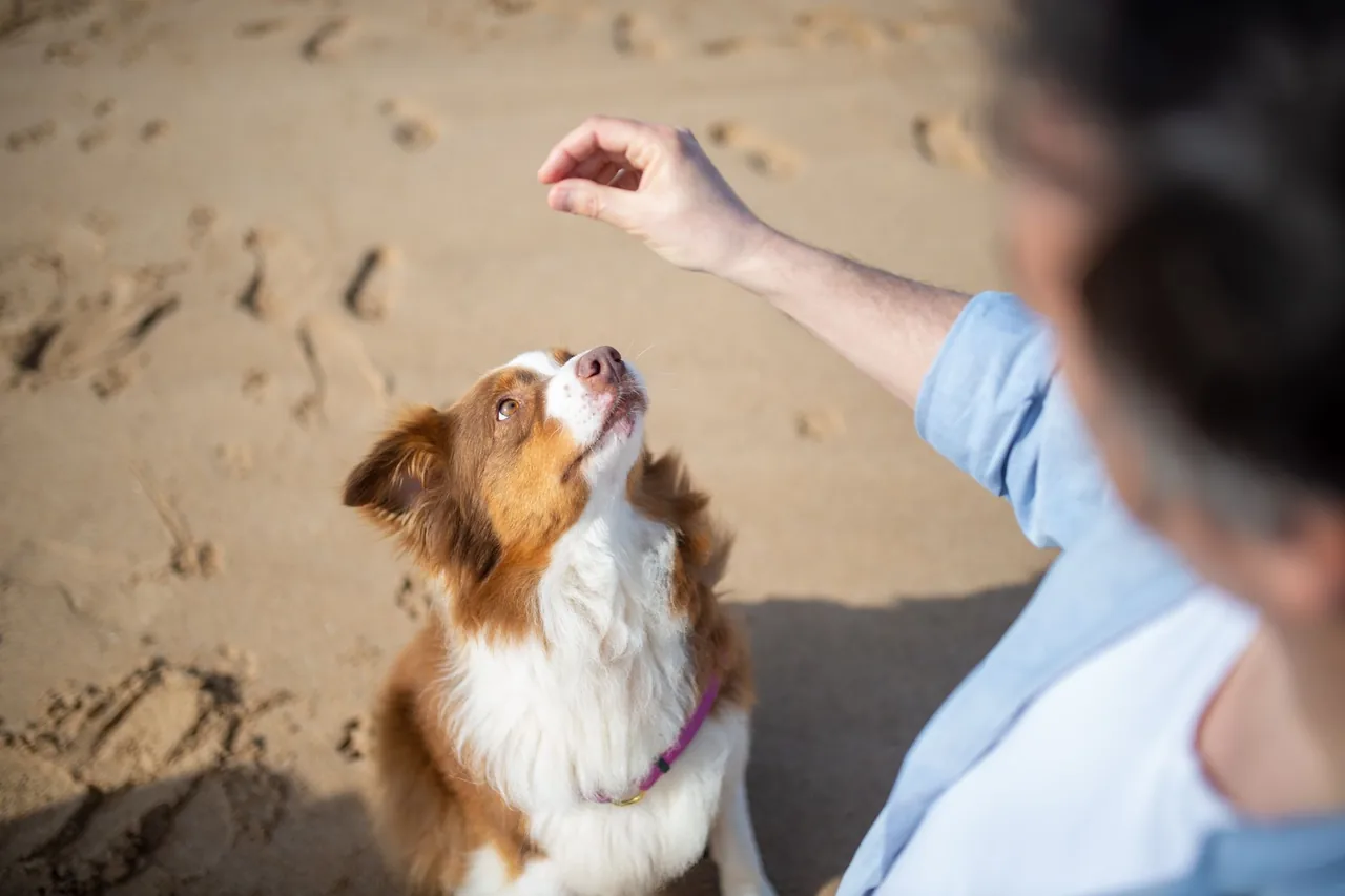 A brown and white dog sitting on sand, watching its person’s raised hand signal.