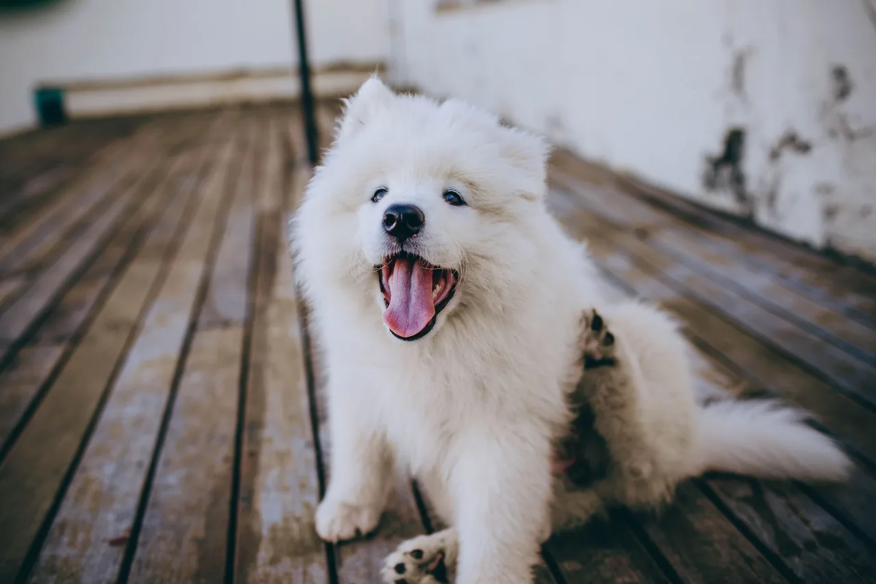 A white fluffy dog sitting on a wooden deck, scratching its ear with a hind leg.