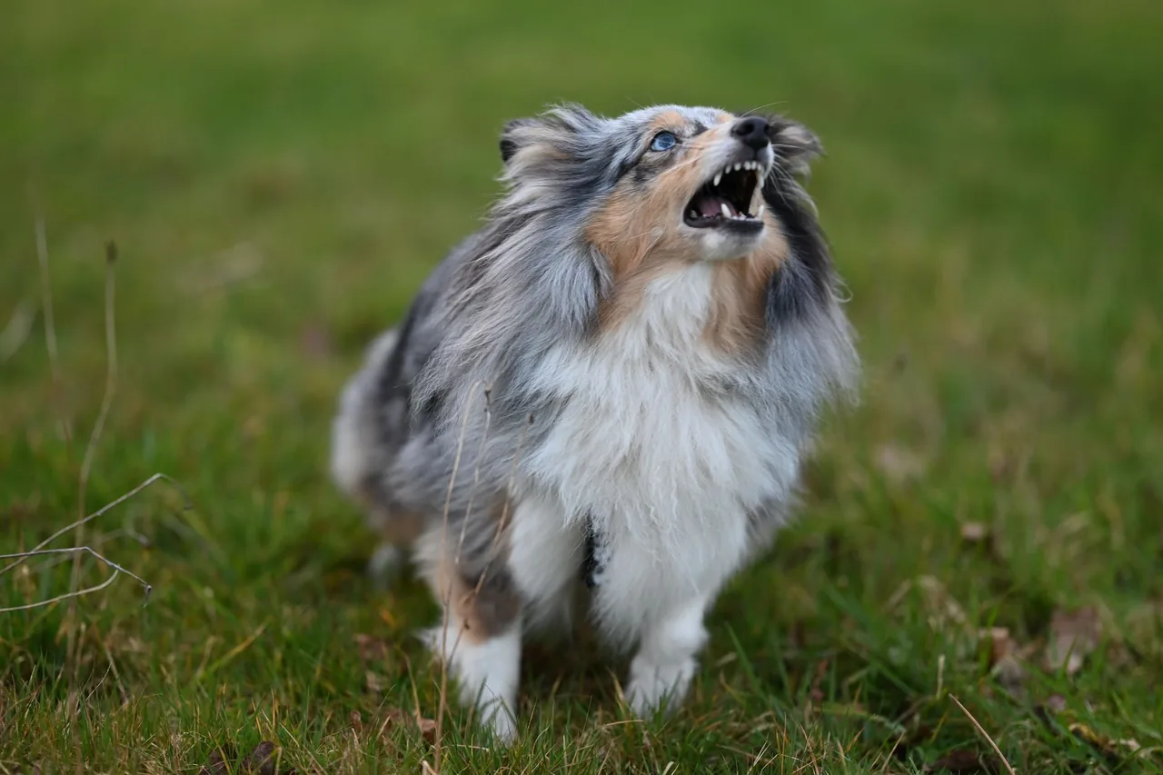 A blue merle Shetland sheepdog barking on a green lawn.