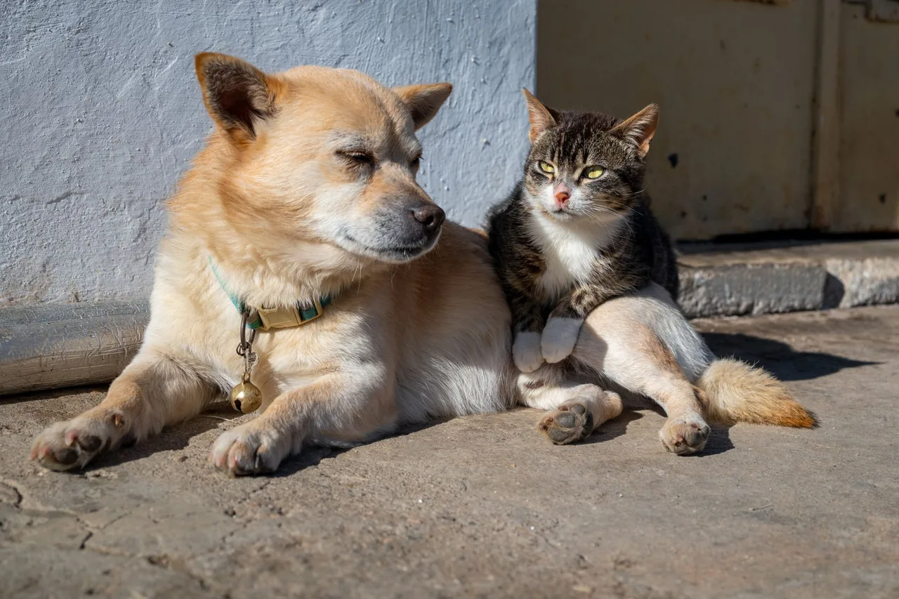 A light-colored dog and a tabby cat lying side by side in the sun.