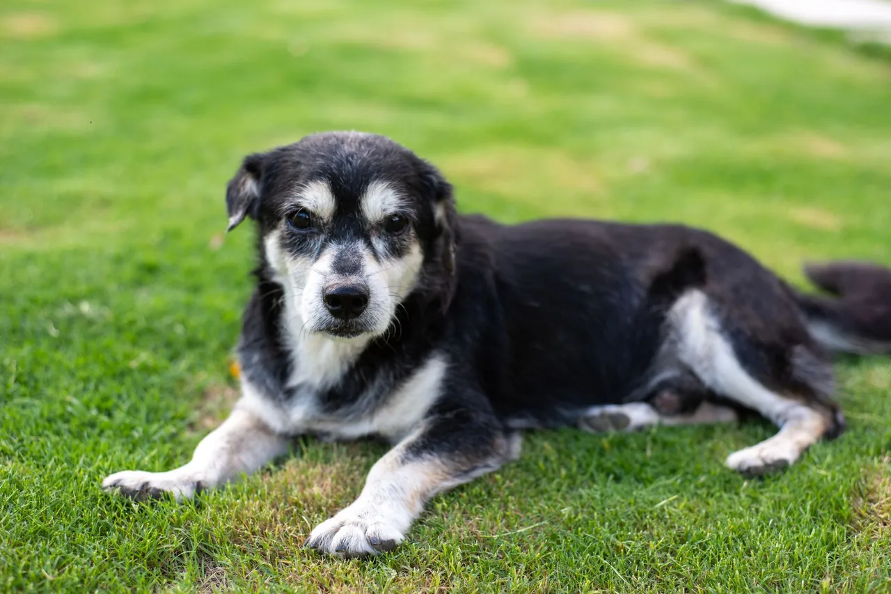 A grey-faced senior dog lying on a sunny lawn.
