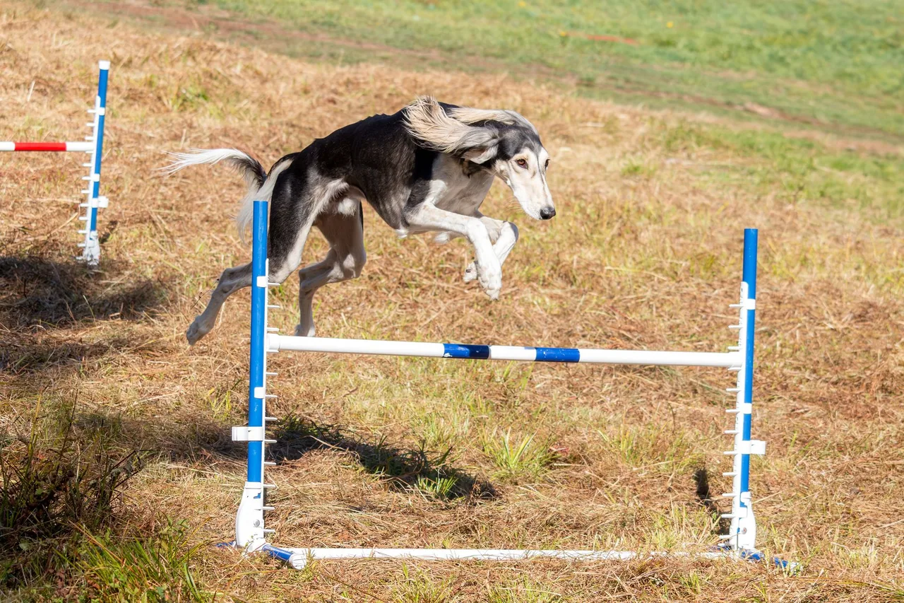 A dog clearing an agility jump in a grassy field.