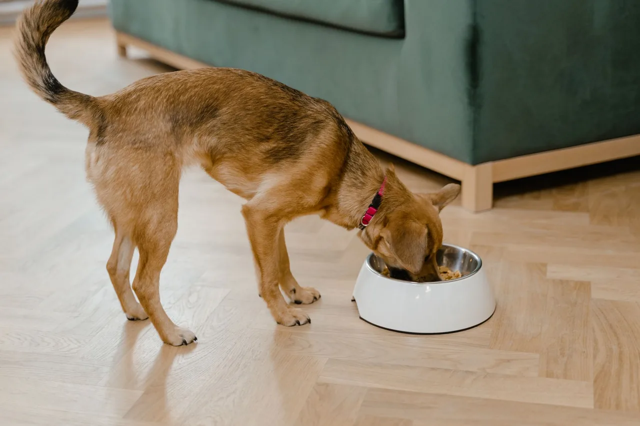 Un perro pequeño color café come de un plato blanco sobre un piso de madera.