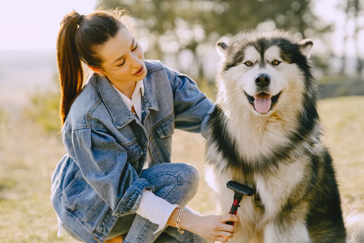 Una mujer agachada al aire libre cepilla la gruesa doble capa de un malamute de Alaska.