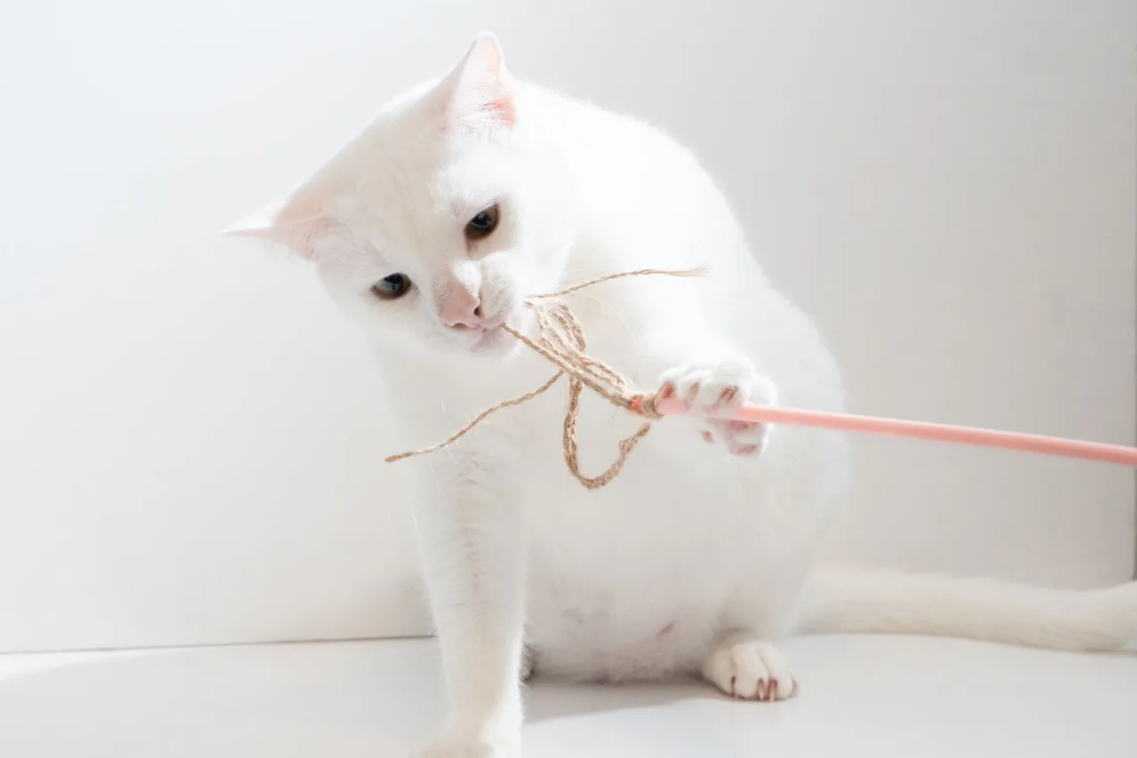 A white cat playing with a wand toy.