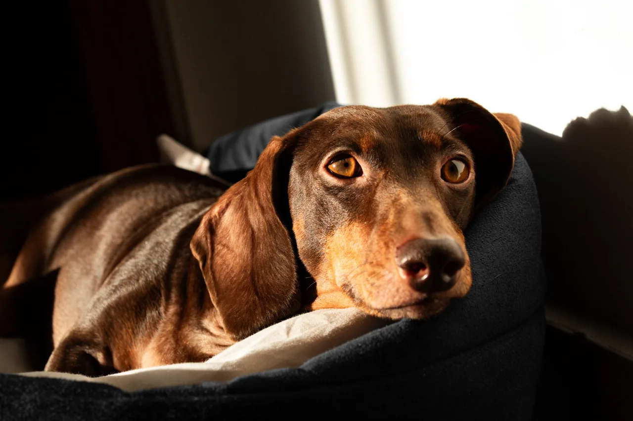 A brown dachshund resting in a padded dog bed by a window.