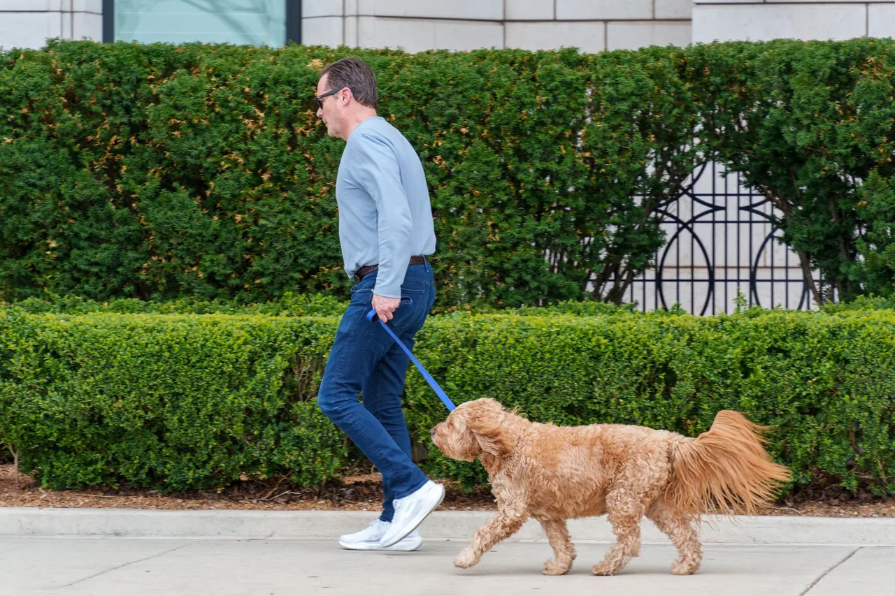 Un golden retriever camina con la correa floja junto a un hombre en la banqueta.