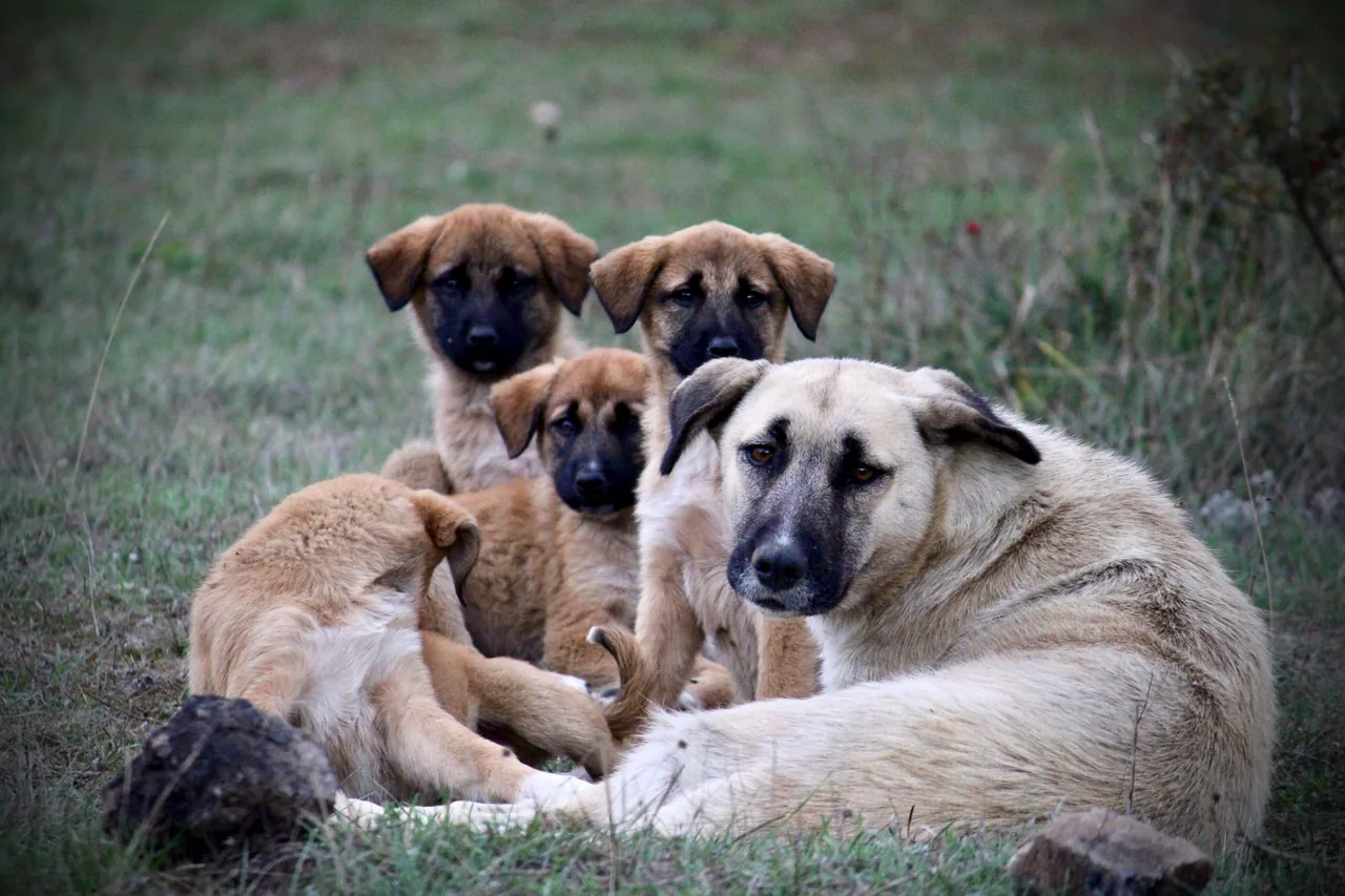 Una perra de tipo guardián de ganado acostada en el pasto con sus cachorros alrededor.