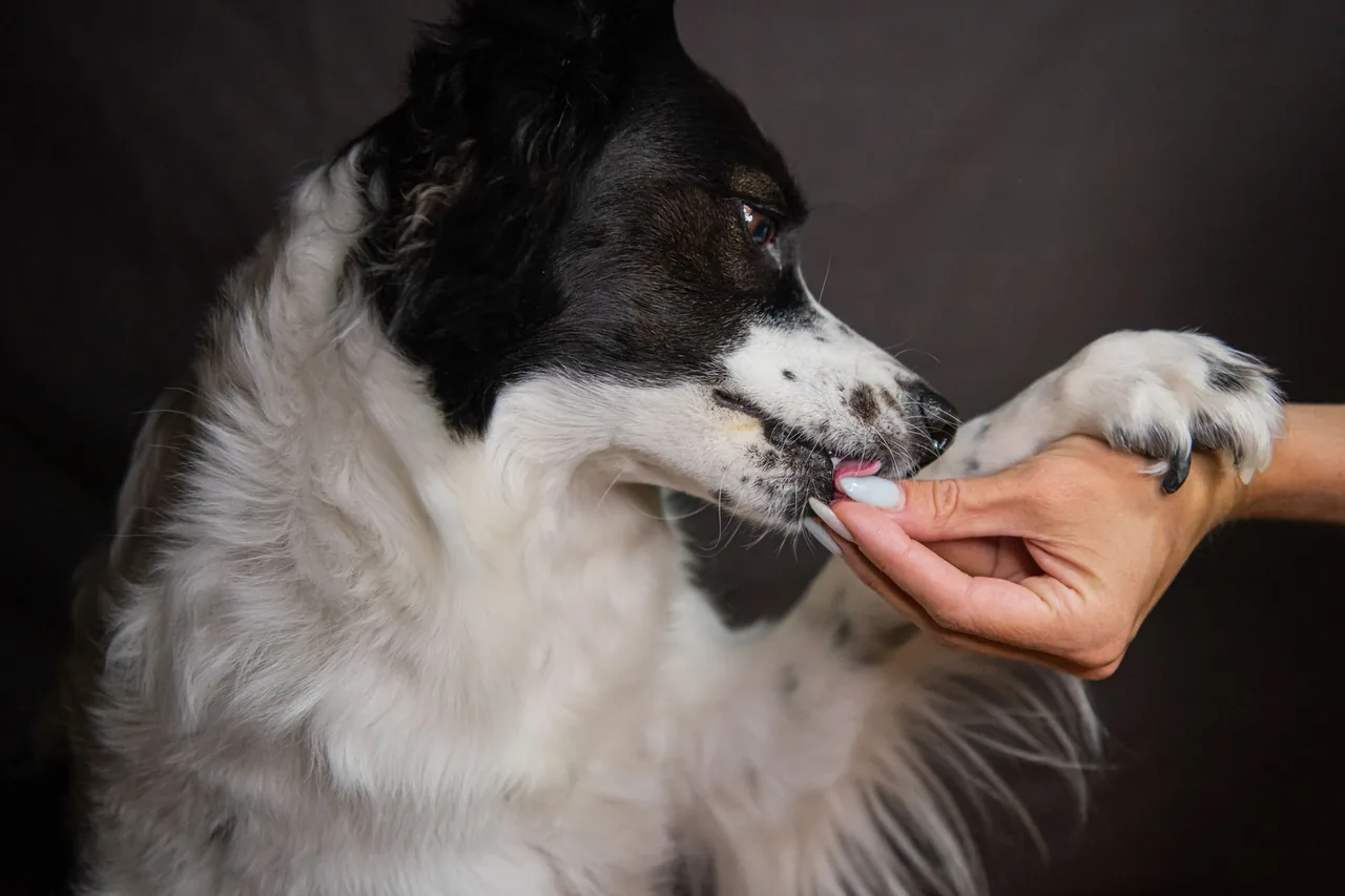 Un perro blanco y negro toma un premio de una mano mientras su persona le sostiene la pata con suavidad.