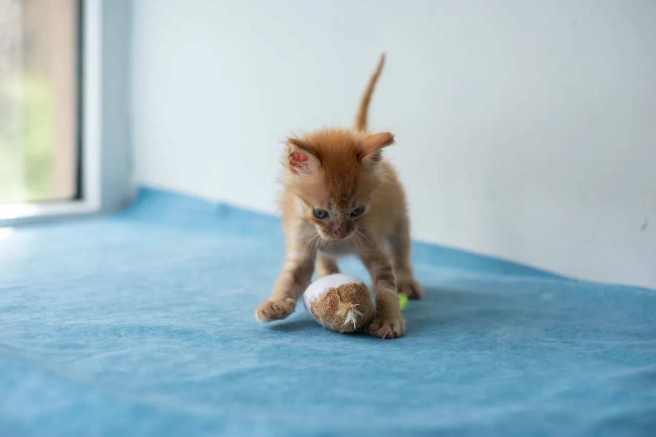 An orange kitten playing with a toy on a blue blanket.