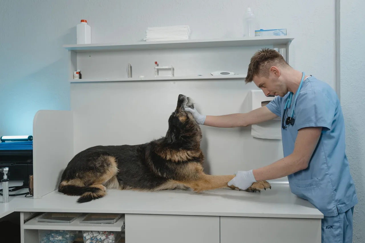 A veterinarian examining a German Shepherd lying on an exam table.