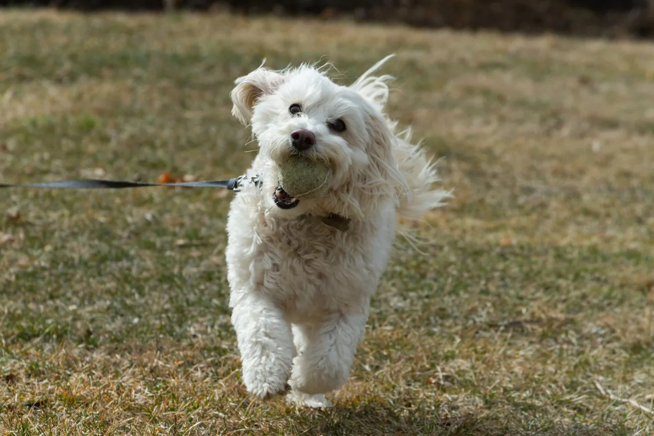 A small white dog running toward the camera with a long line trailing.