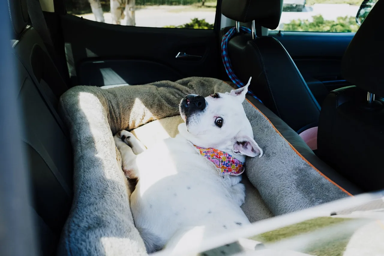 A white dog relaxing on a padded dog bed on the back seat of a car.