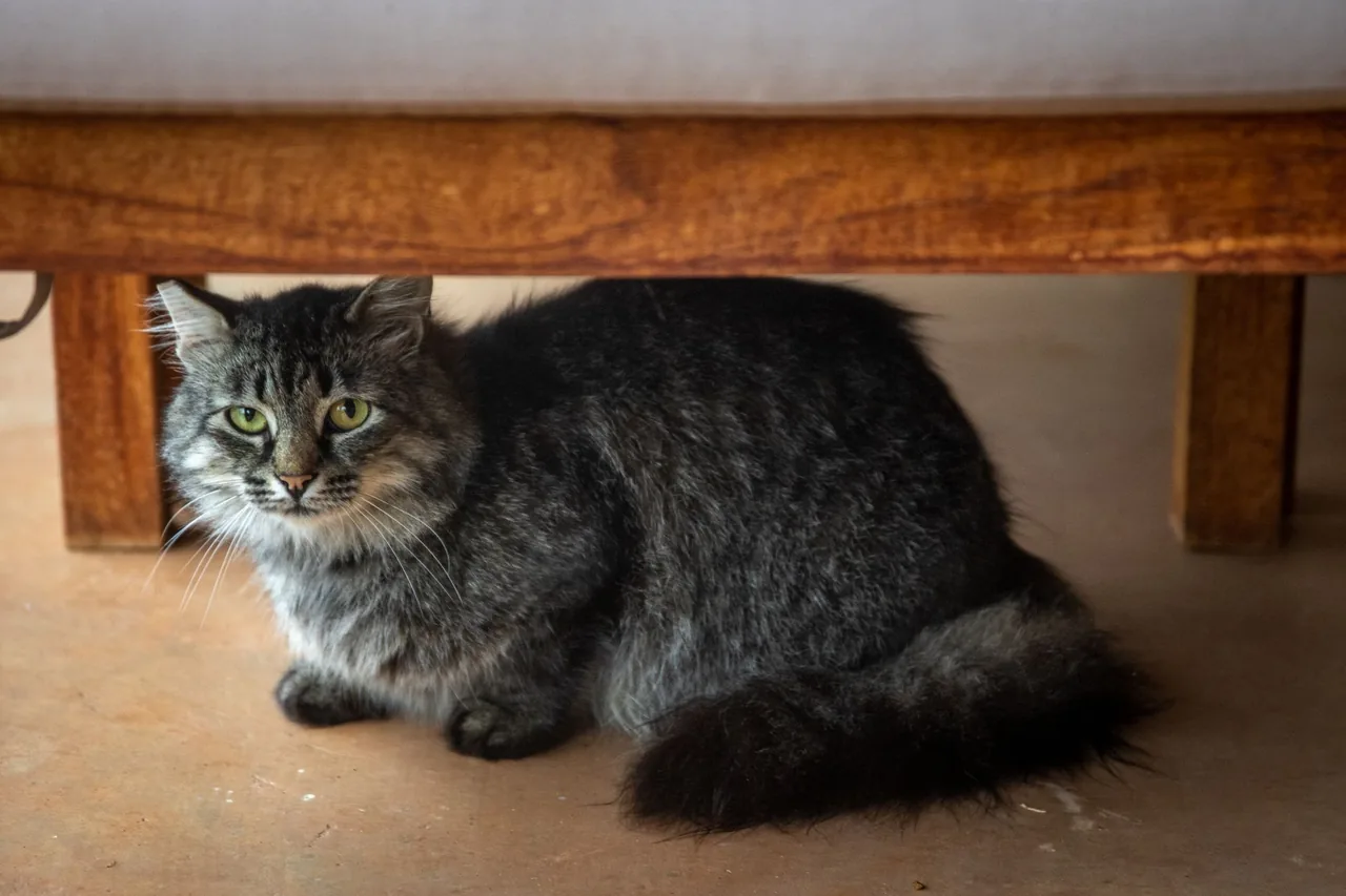 A tabby cat peeking out from under a wooden bench.