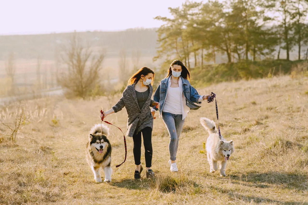 Two people walking two dogs side by side through a field on loose leashes.