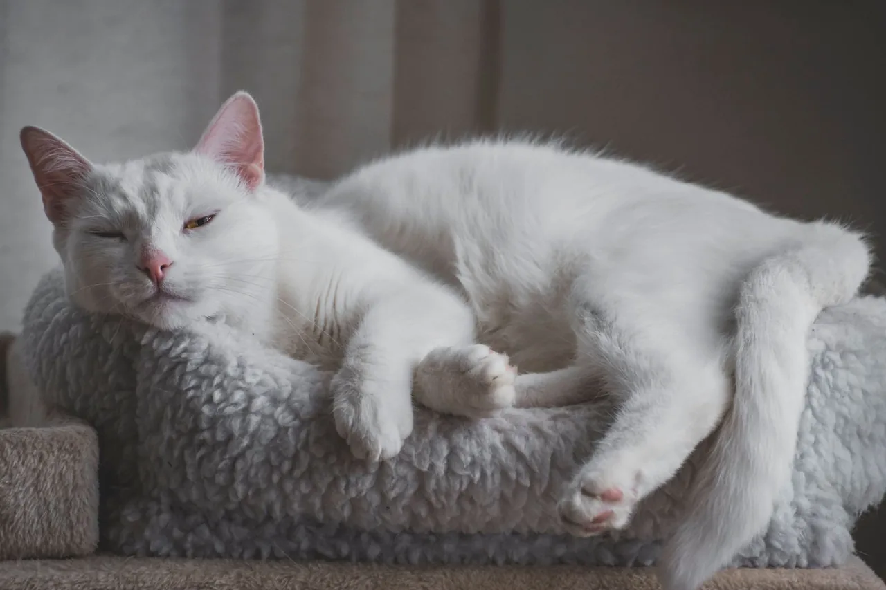 Un gato blanco descansando en una cama de vellón para gatos.