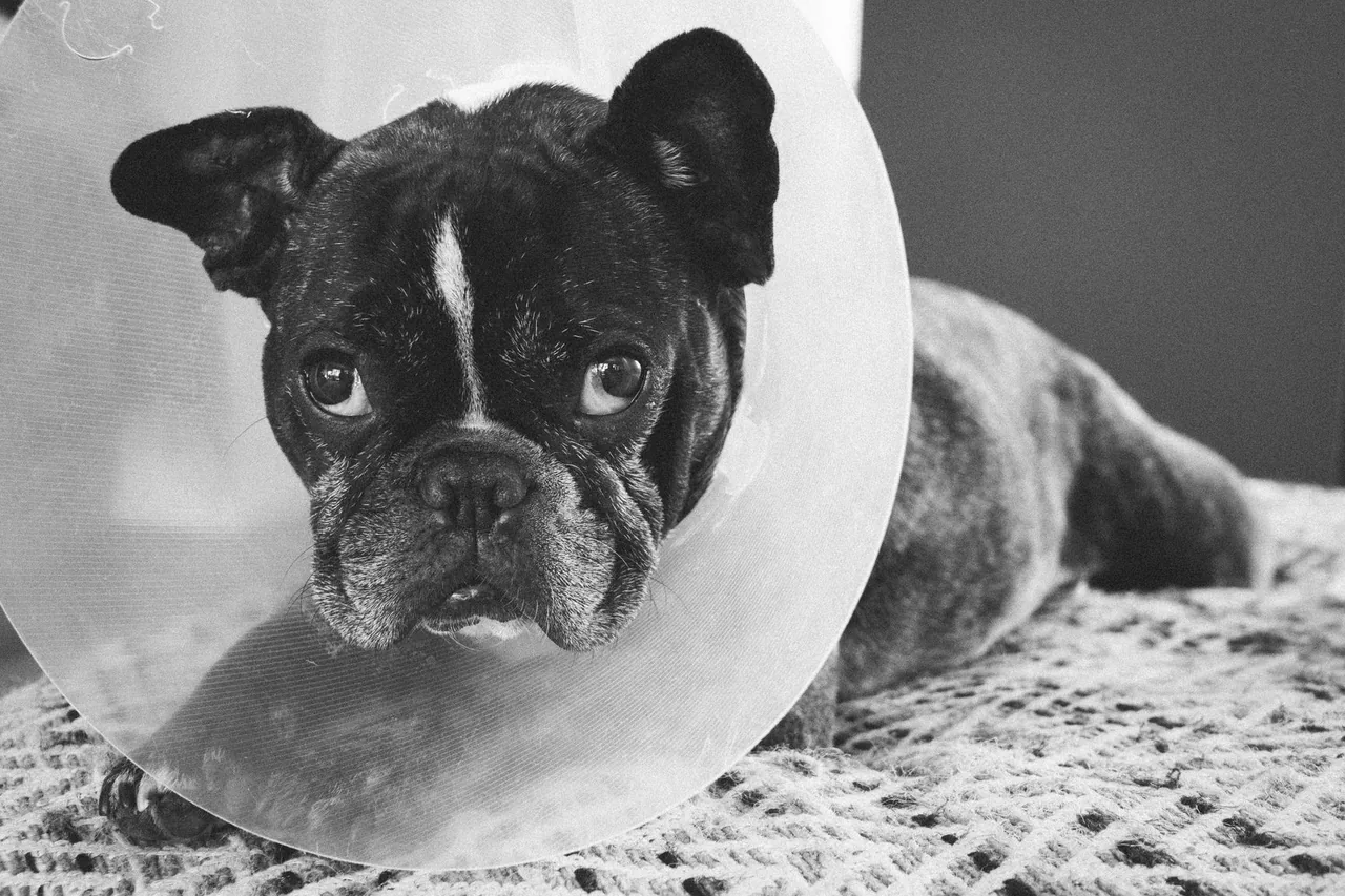 Un bulldog francés acostado sobre una manta tejida con un cono de recuperación transparente.