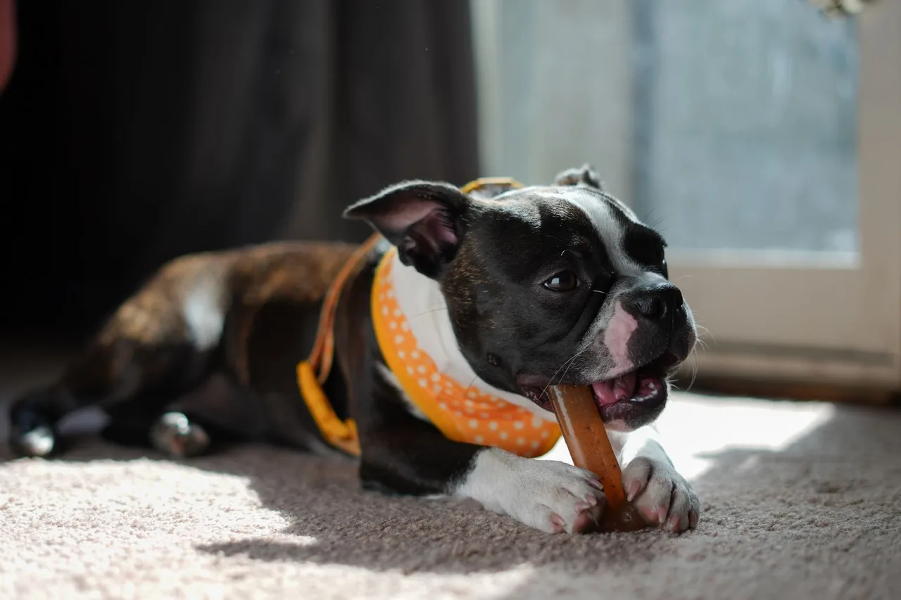A black and white Boston terrier lying on a rug, chewing a dental chew.