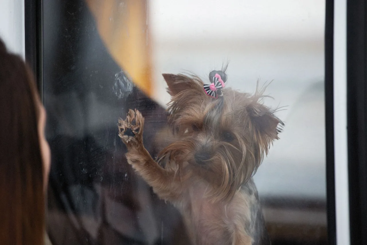 A small dog with a paw on the glass, looking out a window.
