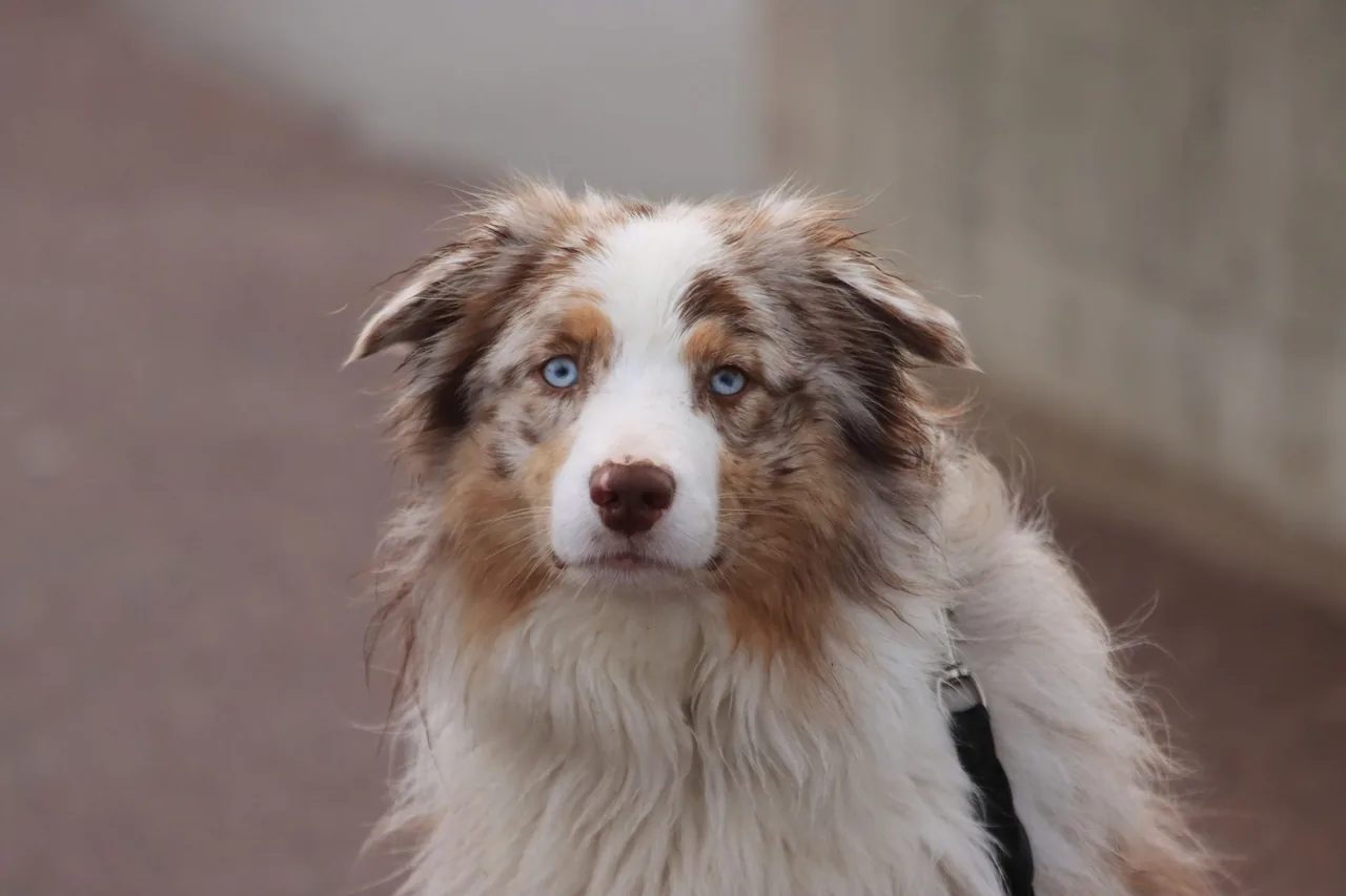 A red merle Australian Shepherd with blue eyes, sitting outdoors.