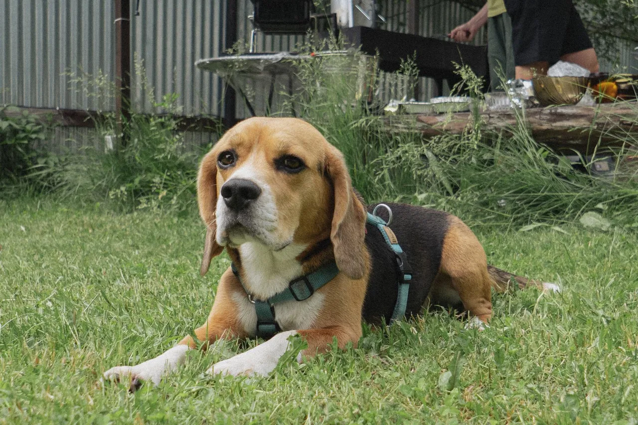 A Beagle in a harness, lying on the grass.