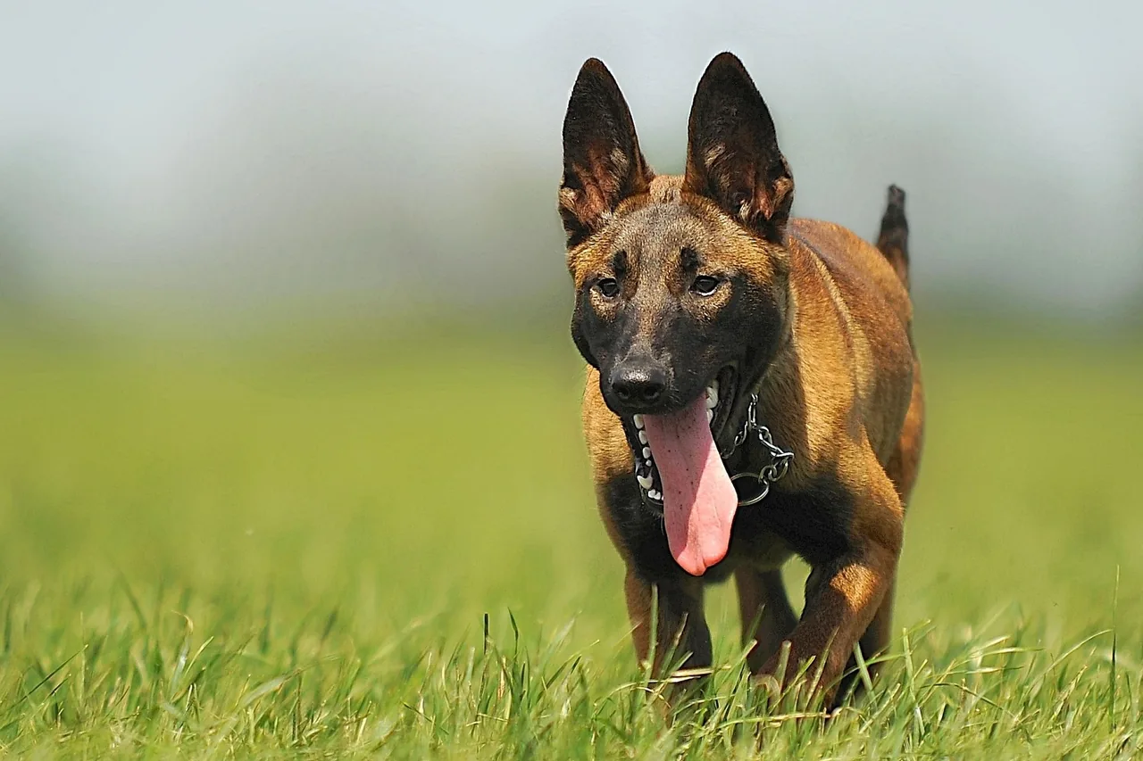 A Belgian Malinois running toward the camera across a grassy field.