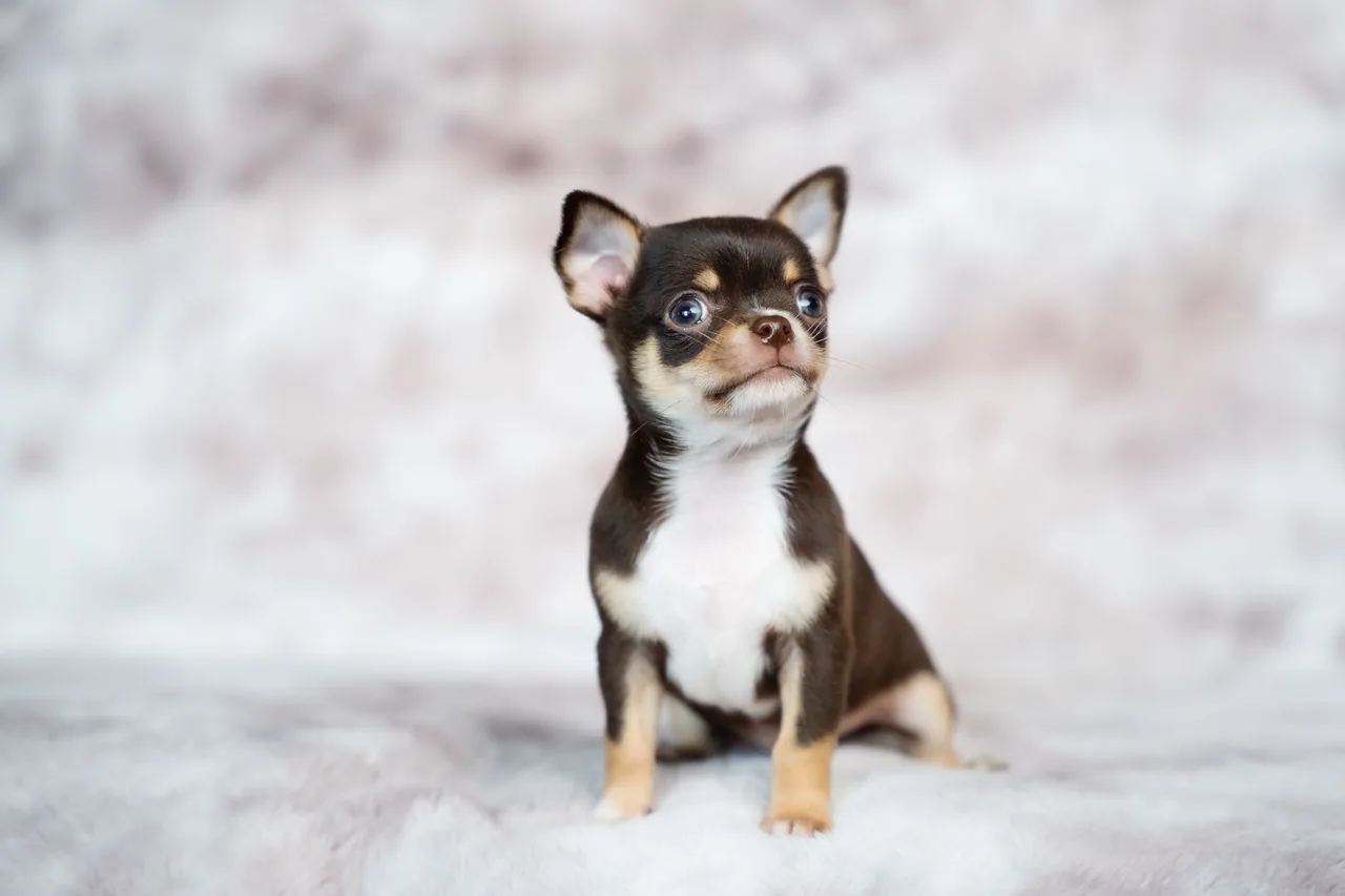 A black and tan Chihuahua sitting on a white blanket.