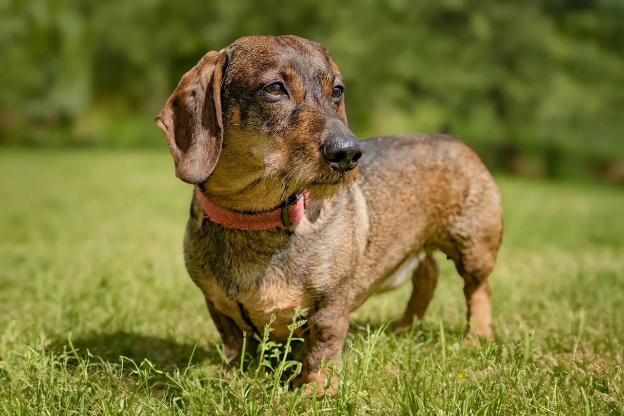 A wire-haired Dachshund standing on the grass.