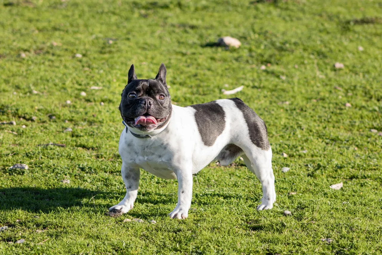 A pied French Bulldog standing on the grass.