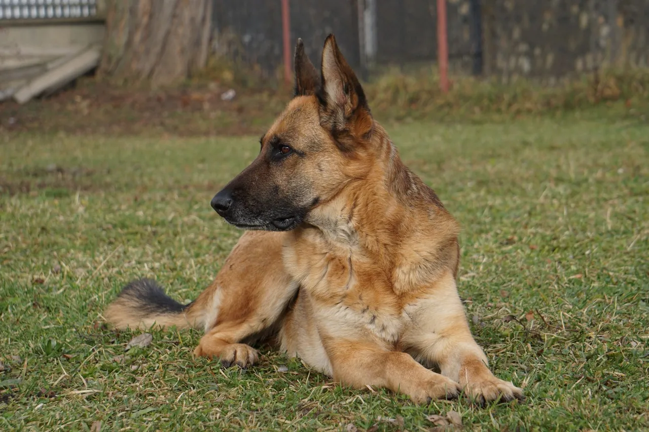 A German Shepherd lying on a lawn, looking to the side.