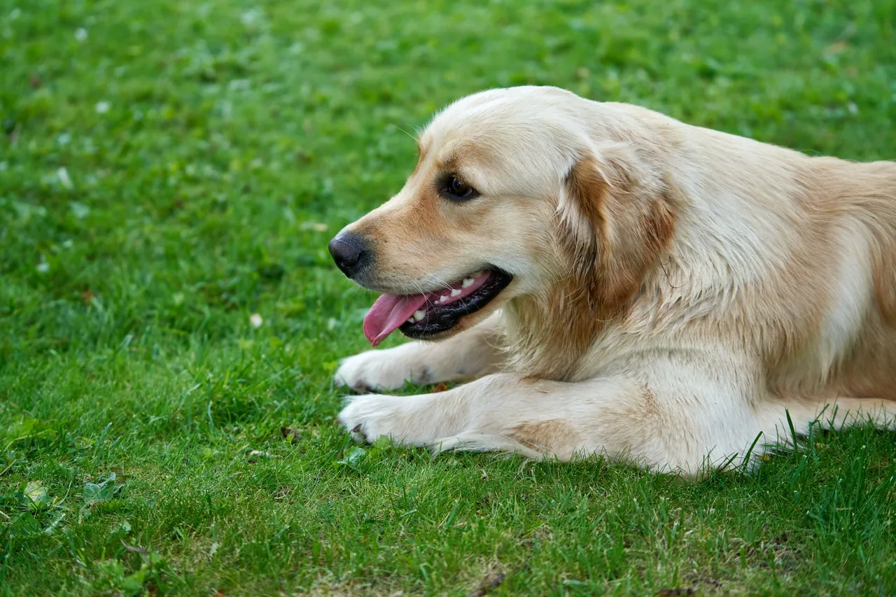 A Golden Retriever lying on the grass with its mouth open.