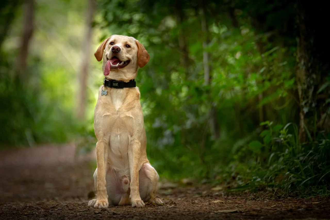 A yellow Labrador Retriever sitting on a forest path.