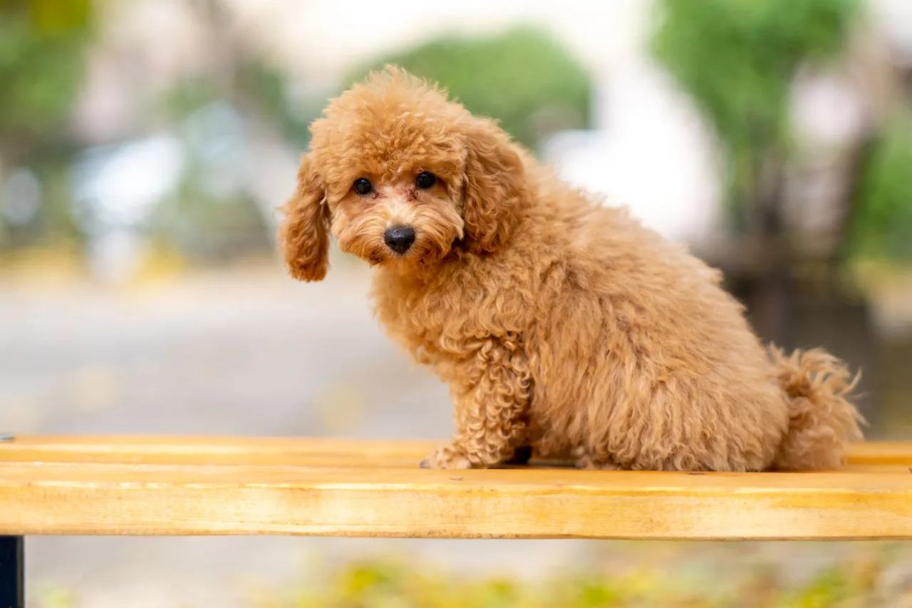 Un poodle color albaricoque sentado en una banca de madera al aire libre.
