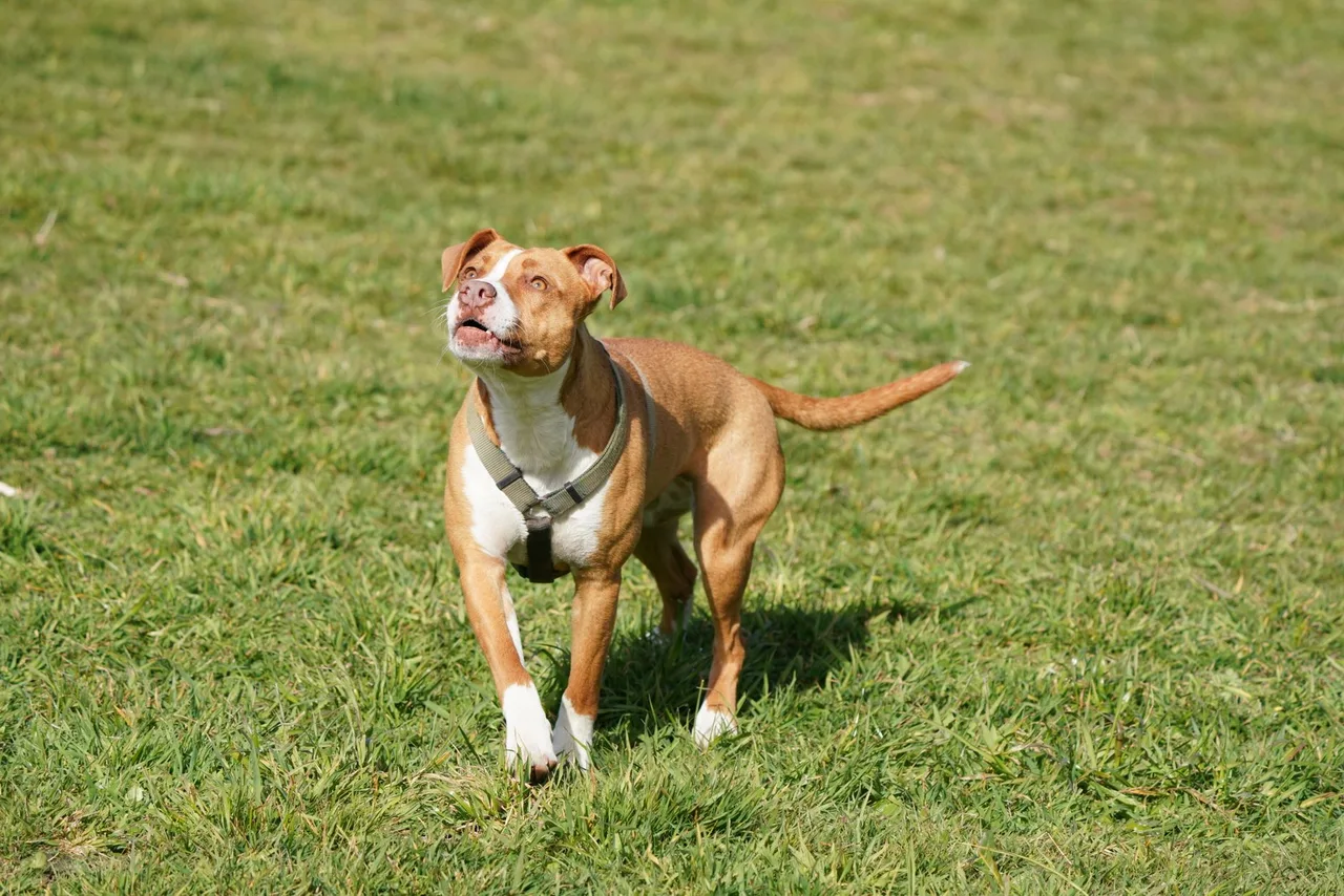 A brown and white pit bull terrier in a harness in a grassy field.