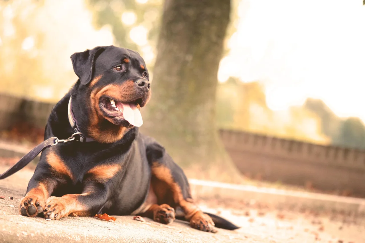 A black and tan Rottweiler lying on the ground outdoors on a sunny day.