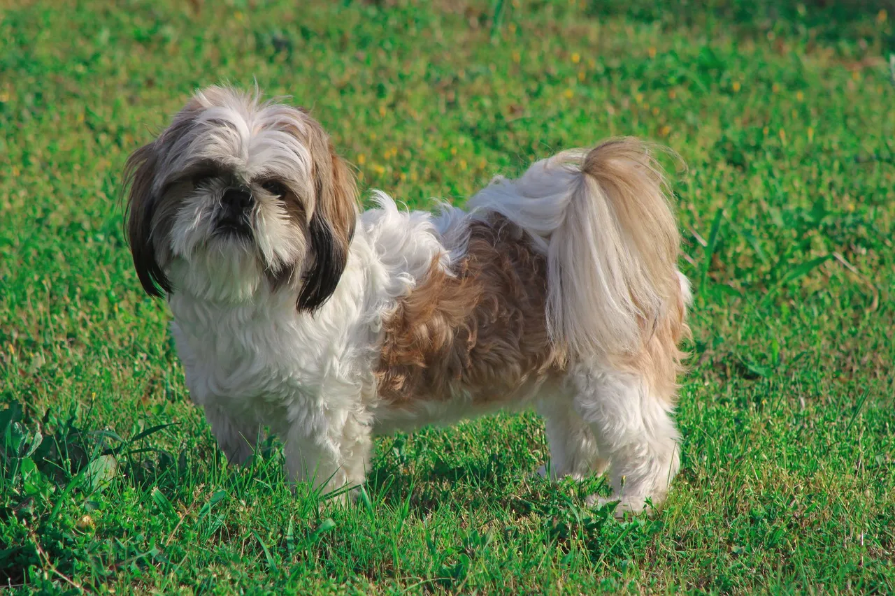 A Shih Tzu standing on a green lawn in sunlight.