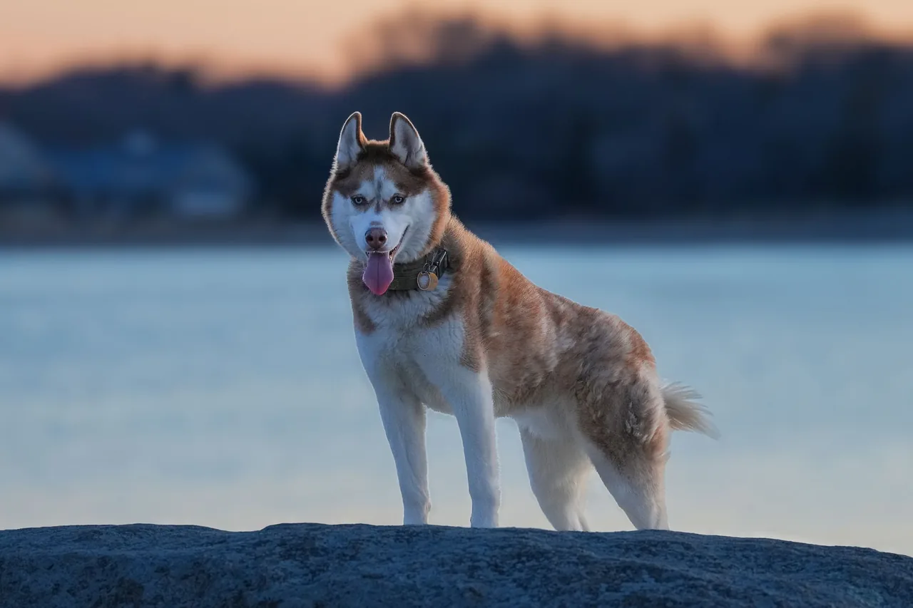 A red and white Siberian Husky standing on a rock beside the water.