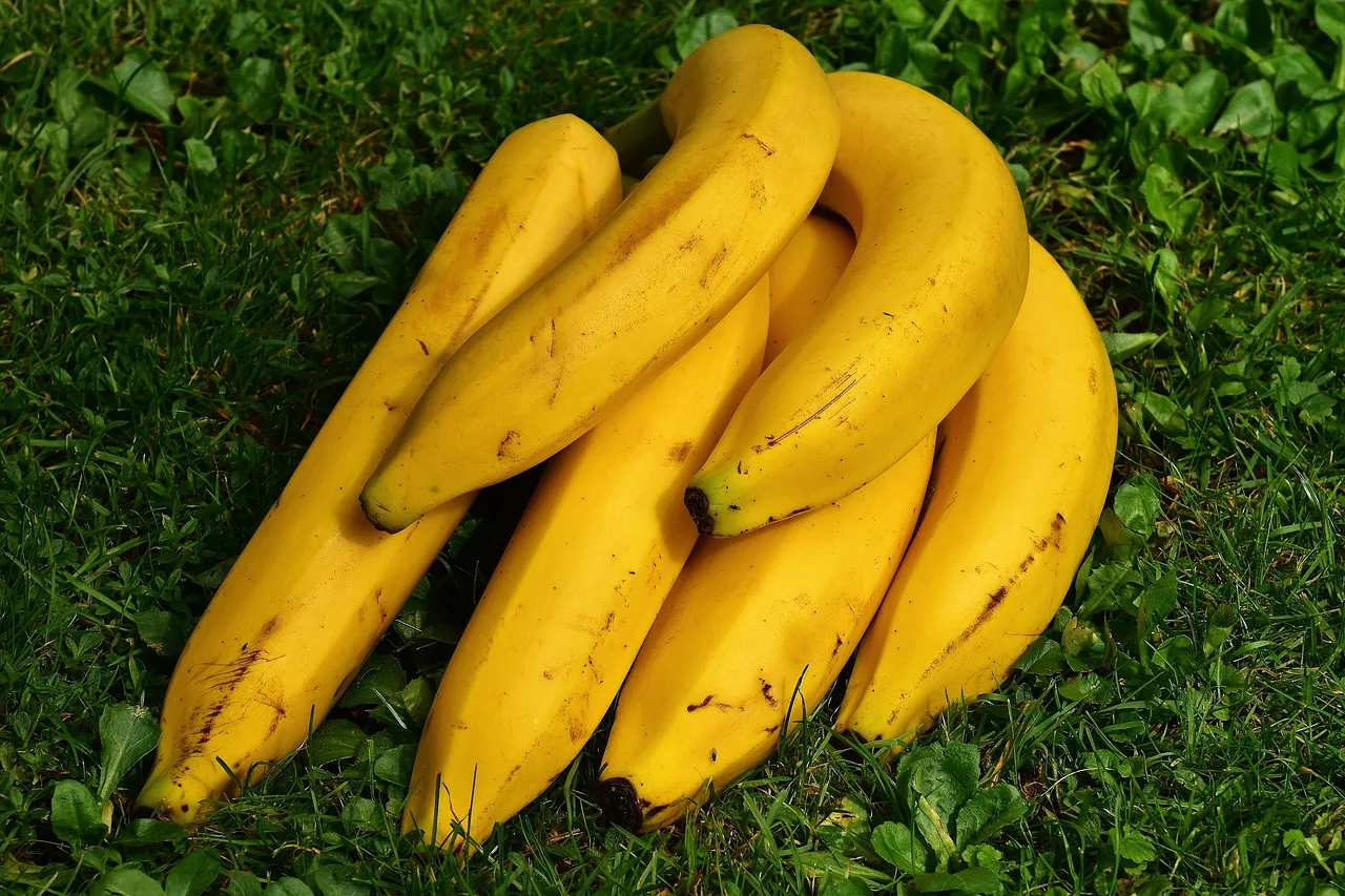 Un racimo de plátanos amarillos maduros.