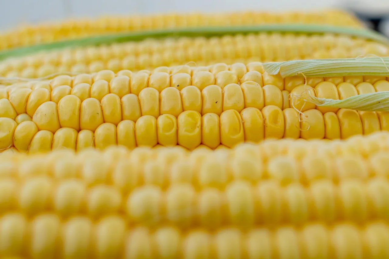 Corn on the cob.