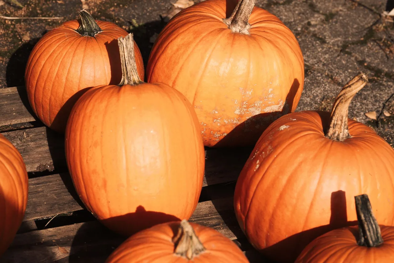 Several whole orange pumpkins piled together on wooden boards.