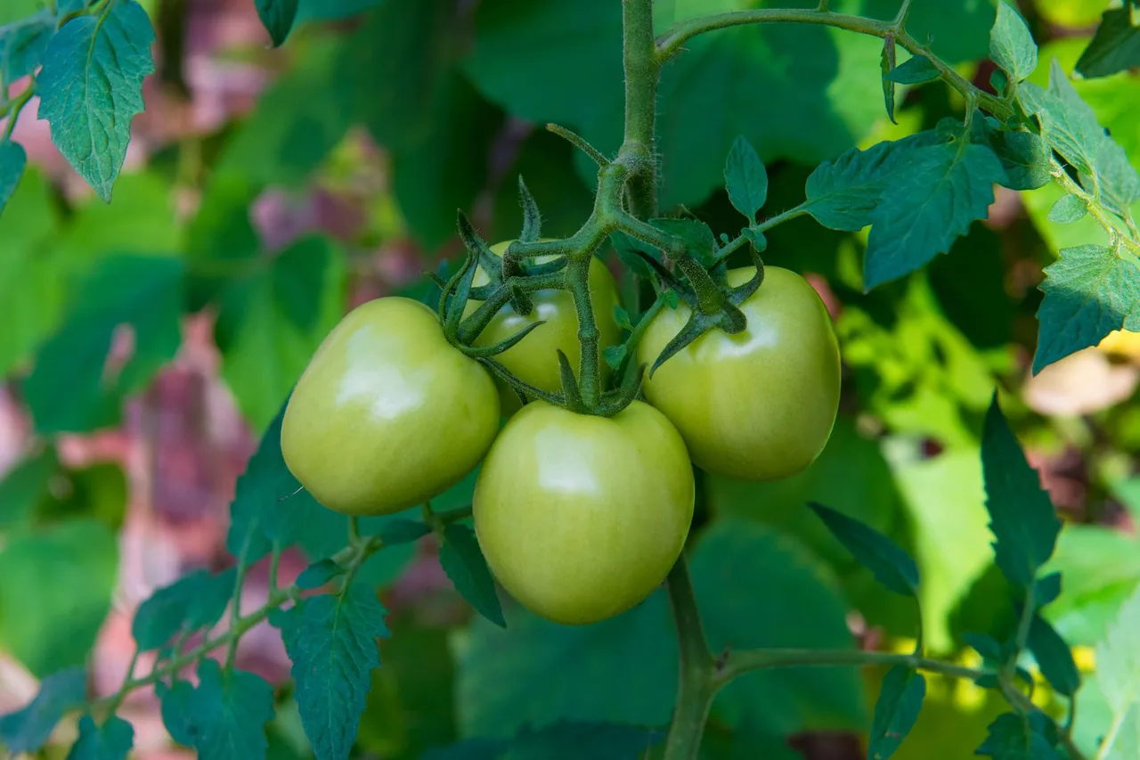 A cluster of green, unripe tomatoes on the plant among leaves.