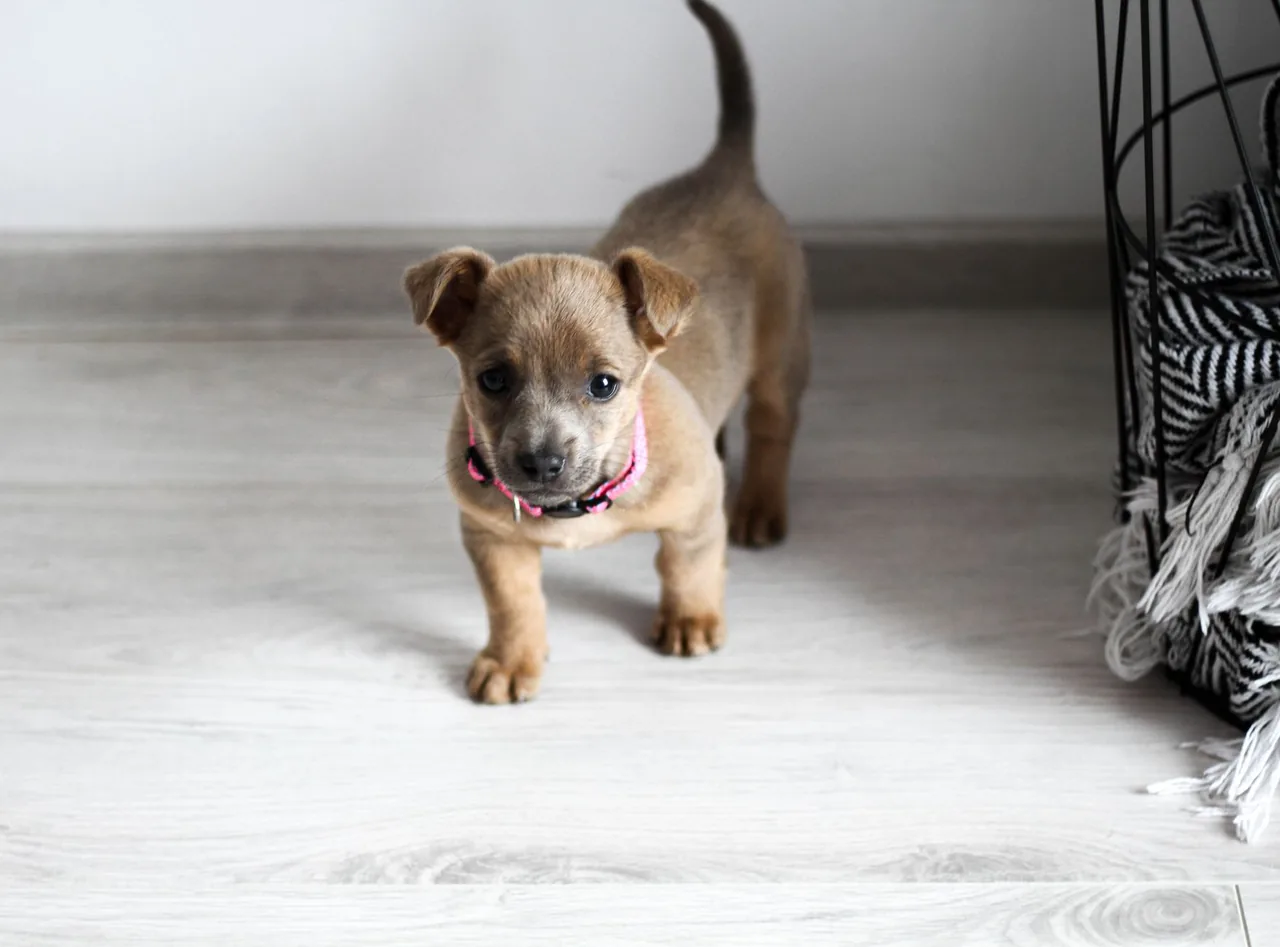 A small tan puppy with floppy ears and a pink collar standing on a light wooden floor.