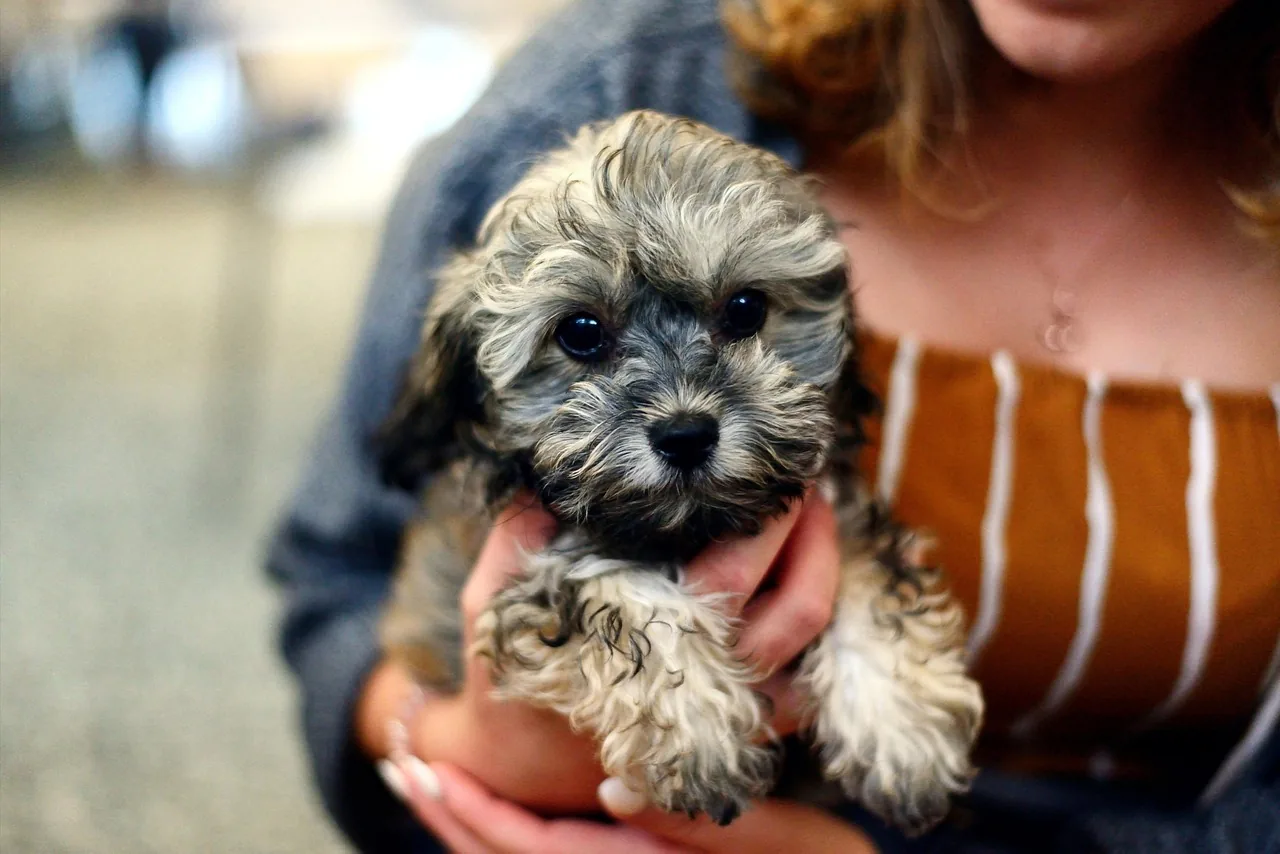 A young woman holding a fluffy gray and cream puppy against her chest, the puppy looking at the camera.