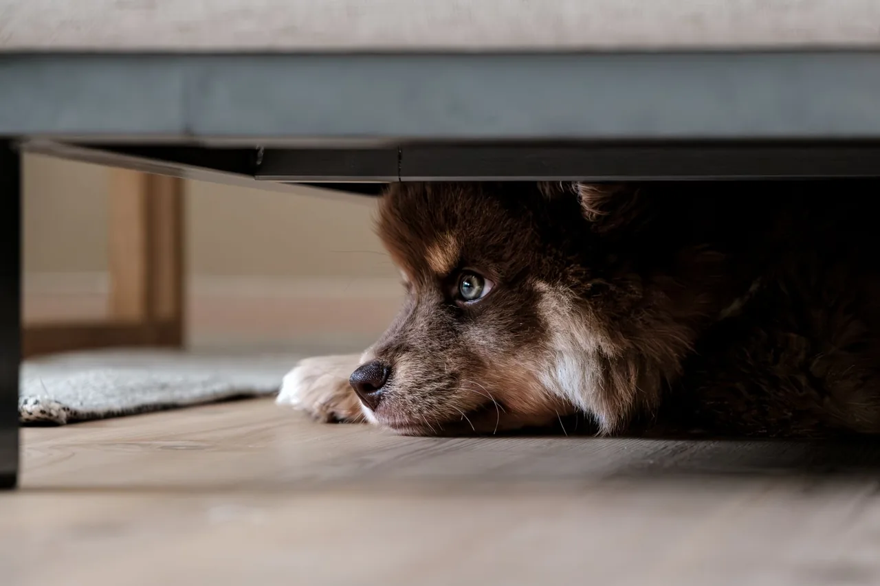 A brown and white fluffy dog lying on a wooden floor, peeking out from under a sofa.