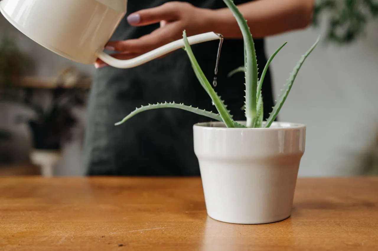 An aloe vera plant in a white pot being watered.