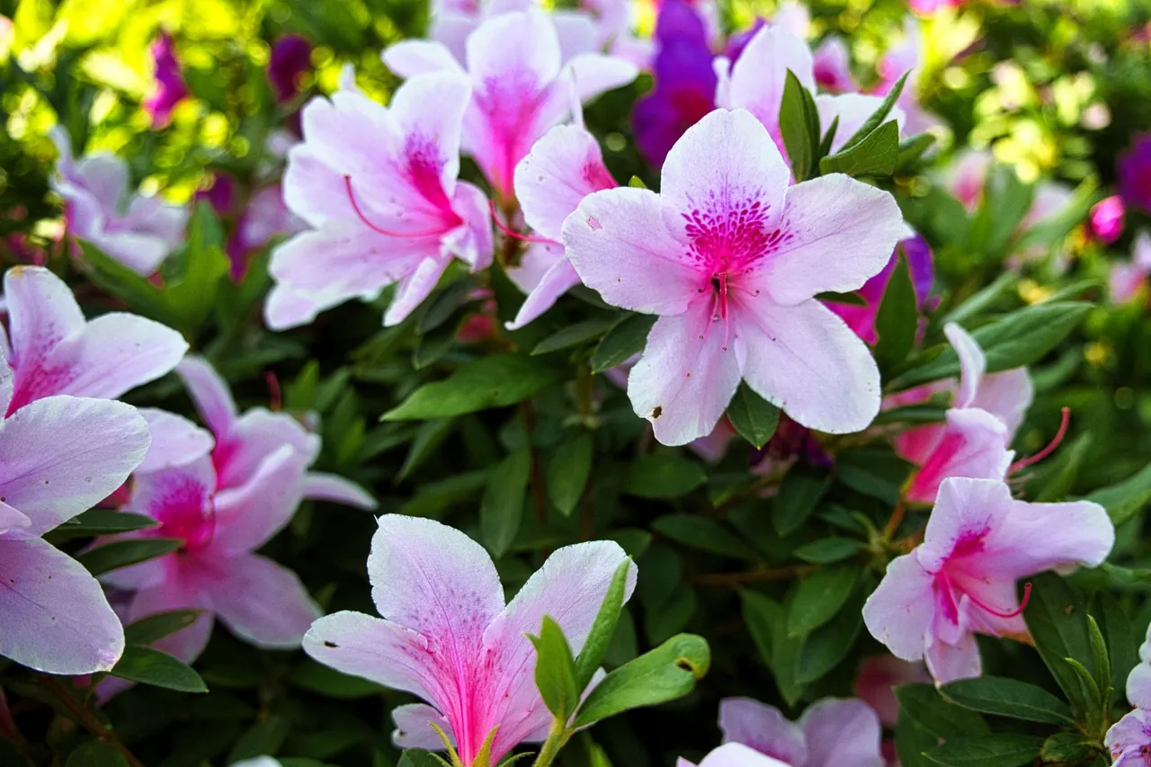 Pink and white azalea flowers in bloom.
