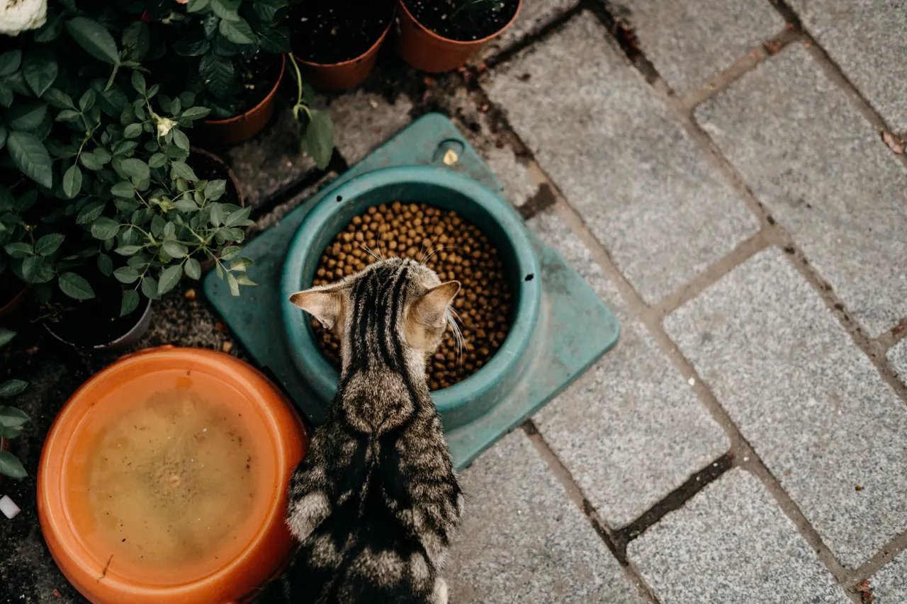 A tabby cat eating dry food from a bowl outdoors.